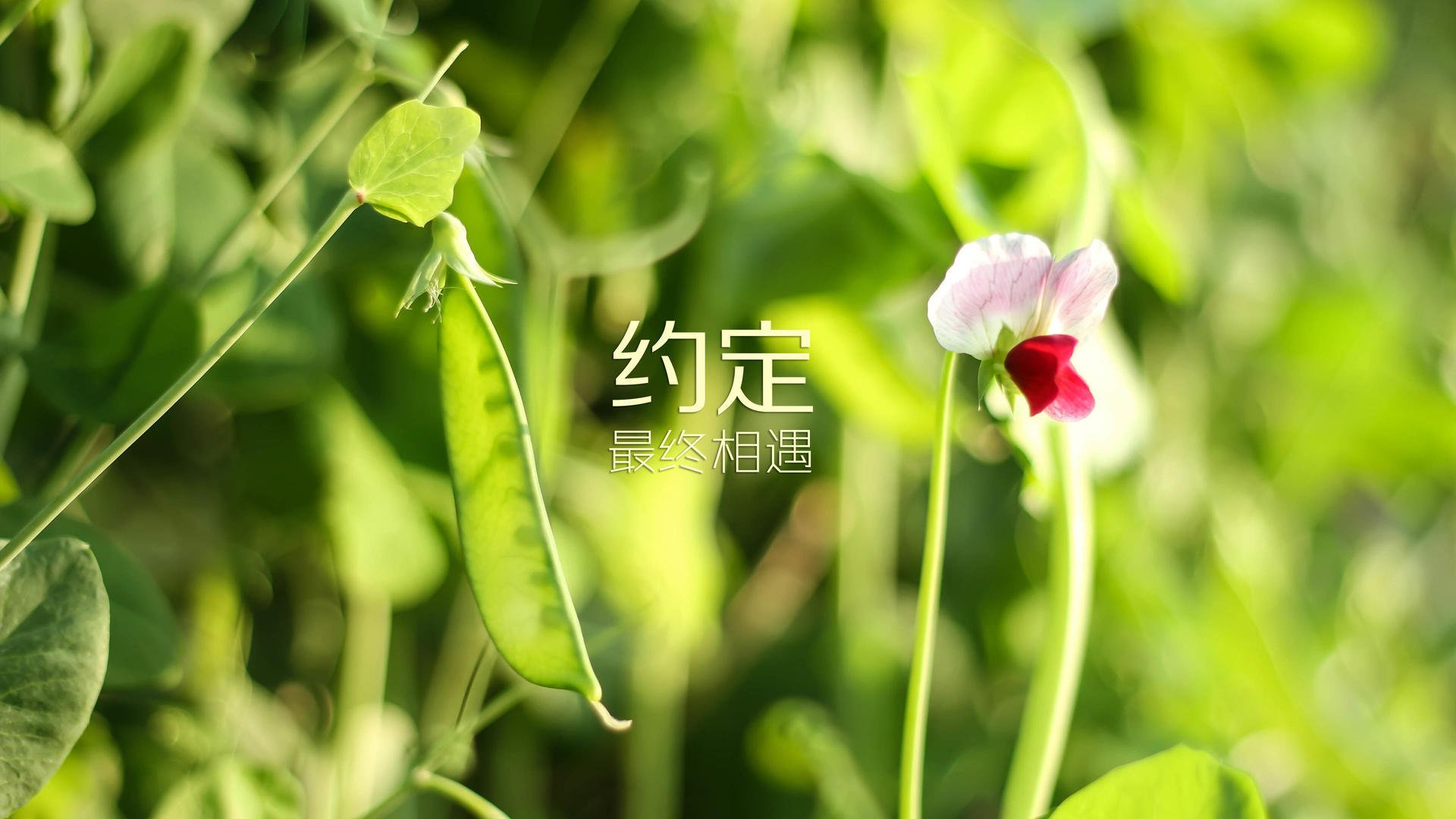 “足坛新规：VAR技术应用在中国联赛”，中国足球var技术